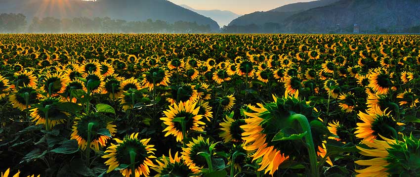 girasoli